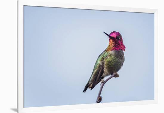 USA. Washington State. male Anna's Hummingbird flashes his iridescent gorget.-Gary Luhm-Framed Photographic Print