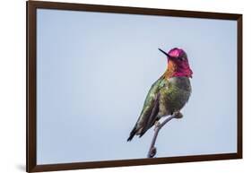 USA. Washington State. male Anna's Hummingbird flashes his iridescent gorget.-Gary Luhm-Framed Photographic Print