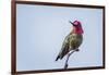 USA. Washington State. male Anna's Hummingbird flashes his iridescent gorget.-Gary Luhm-Framed Photographic Print