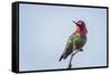 USA. Washington State. male Anna's Hummingbird flashes his iridescent gorget.-Gary Luhm-Framed Stretched Canvas