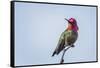 USA. Washington State. male Anna's Hummingbird flashes his iridescent gorget.-Gary Luhm-Framed Stretched Canvas