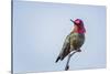 USA. Washington State. male Anna's Hummingbird flashes his iridescent gorget.-Gary Luhm-Stretched Canvas