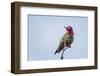 USA. Washington State. male Anna's Hummingbird flashes his iridescent gorget.-Gary Luhm-Framed Photographic Print