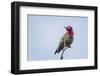 USA. Washington State. male Anna's Hummingbird flashes his iridescent gorget.-Gary Luhm-Framed Photographic Print