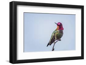 USA. Washington State. male Anna's Hummingbird flashes his iridescent gorget.-Gary Luhm-Framed Photographic Print