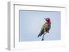 USA. Washington State. male Anna's Hummingbird flashes his iridescent gorget.-Gary Luhm-Framed Photographic Print