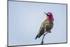 USA. Washington State. male Anna's Hummingbird flashes his iridescent gorget.-Gary Luhm-Mounted Photographic Print