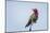 USA. Washington State. male Anna's Hummingbird flashes his iridescent gorget.-Gary Luhm-Mounted Photographic Print