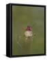 USA. Washington State. male Anna's Hummingbird flashes his iridescent gorget.-Gary Luhm-Framed Stretched Canvas