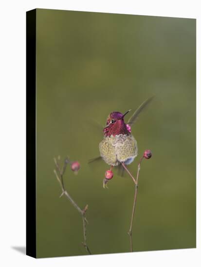 USA. Washington State. male Anna's Hummingbird flashes his iridescent gorget.-Gary Luhm-Stretched Canvas