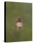 USA. Washington State. male Anna's Hummingbird flashes his iridescent gorget.-Gary Luhm-Stretched Canvas