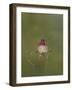 USA. Washington State. male Anna's Hummingbird flashes his iridescent gorget.-Gary Luhm-Framed Photographic Print