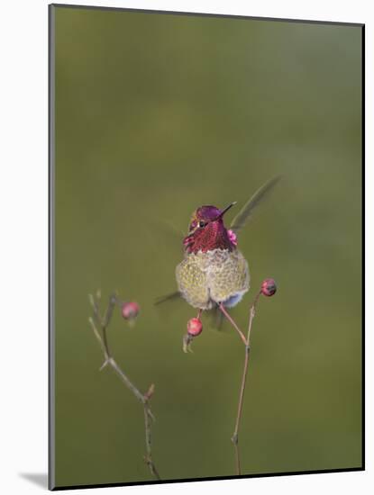 USA. Washington State. male Anna's Hummingbird flashes his iridescent gorget.-Gary Luhm-Mounted Photographic Print