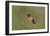 USA, Washington State. male Anna's Hummingbird flashes his iridescent gorget.-Gary Luhm-Framed Photographic Print