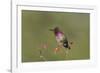 USA, Washington State. male Anna's Hummingbird flashes his iridescent gorget.-Gary Luhm-Framed Photographic Print