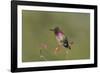 USA, Washington State. male Anna's Hummingbird flashes his iridescent gorget.-Gary Luhm-Framed Photographic Print