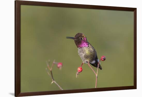 USA, Washington State. male Anna's Hummingbird flashes his iridescent gorget.-Gary Luhm-Framed Photographic Print