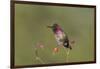 USA, Washington State. male Anna's Hummingbird flashes his iridescent gorget.-Gary Luhm-Framed Photographic Print