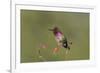 USA, Washington State. male Anna's Hummingbird flashes his iridescent gorget.-Gary Luhm-Framed Premium Photographic Print