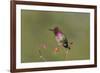 USA, Washington State. male Anna's Hummingbird flashes his iridescent gorget.-Gary Luhm-Framed Premium Photographic Print