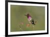 USA, Washington State. male Anna's Hummingbird flashes his iridescent gorget.-Gary Luhm-Framed Premium Photographic Print