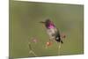 USA, Washington State. male Anna's Hummingbird flashes his iridescent gorget.-Gary Luhm-Mounted Premium Photographic Print