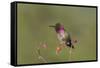 USA, Washington State. male Anna's Hummingbird flashes his iridescent gorget.-Gary Luhm-Framed Stretched Canvas