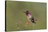 USA, Washington State. male Anna's Hummingbird flashes his iridescent gorget.-Gary Luhm-Stretched Canvas