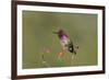 USA, Washington State. male Anna's Hummingbird flashes his iridescent gorget.-Gary Luhm-Framed Photographic Print