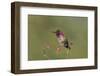 USA, Washington State. male Anna's Hummingbird flashes his iridescent gorget.-Gary Luhm-Framed Photographic Print