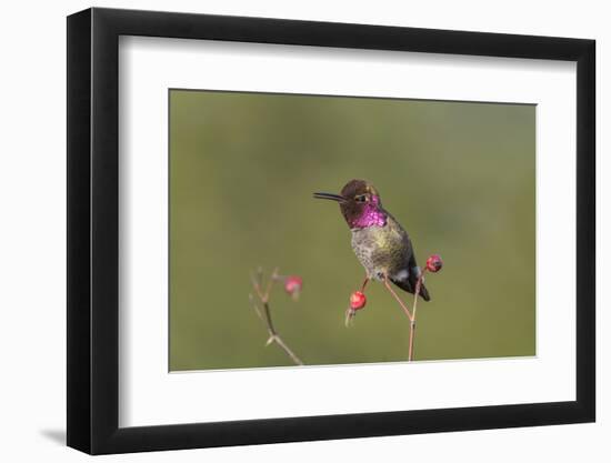 USA, Washington State. male Anna's Hummingbird flashes his iridescent gorget.-Gary Luhm-Framed Photographic Print