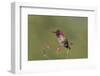 USA, Washington State. male Anna's Hummingbird flashes his iridescent gorget.-Gary Luhm-Framed Photographic Print