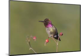 USA, Washington State. male Anna's Hummingbird flashes his iridescent gorget.-Gary Luhm-Mounted Photographic Print