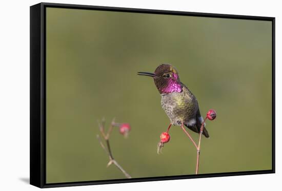 USA, Washington State. male Anna's Hummingbird flashes his iridescent gorget.-Gary Luhm-Framed Stretched Canvas