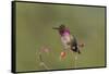USA, Washington State. male Anna's Hummingbird flashes his iridescent gorget.-Gary Luhm-Framed Stretched Canvas