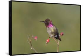 USA, Washington State. male Anna's Hummingbird flashes his iridescent gorget.-Gary Luhm-Framed Stretched Canvas