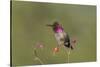 USA, Washington State. male Anna's Hummingbird flashes his iridescent gorget.-Gary Luhm-Stretched Canvas