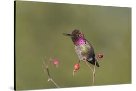 USA, Washington State. male Anna's Hummingbird flashes his iridescent gorget.-Gary Luhm-Stretched Canvas