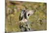 USA, Washington State. Male Green-winged Teal flaps its wings on Union Bay in Seattle.-Gary Luhm-Mounted Photographic Print