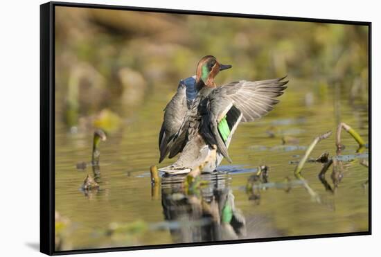 USA, Washington State. Male Green-winged Teal flaps its wings on Union Bay in Seattle.-Gary Luhm-Framed Stretched Canvas