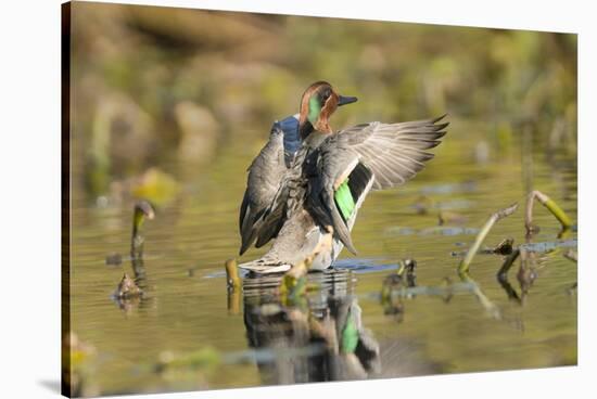 USA, Washington State. Male Green-winged Teal flaps its wings on Union Bay in Seattle.-Gary Luhm-Stretched Canvas