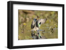 USA, Washington State. Male Green-winged Teal flaps its wings on Union Bay in Seattle.-Gary Luhm-Framed Photographic Print