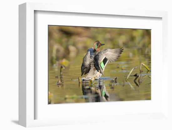 USA, Washington State. Male Green-winged Teal flaps its wings on Union Bay in Seattle.-Gary Luhm-Framed Photographic Print