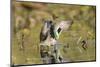 USA, Washington State. Male Green-winged Teal flaps its wings on Union Bay in Seattle.-Gary Luhm-Mounted Photographic Print