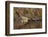 USA, Washington State. Male Mallard flying over a pond on Union Bay in Seattle.-Gary Luhm-Framed Photographic Print