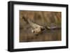 USA, Washington State. Male Mallard flying over a pond on Union Bay in Seattle.-Gary Luhm-Framed Photographic Print