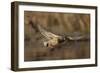 USA, Washington State. Male Mallard flying over a pond on Union Bay in Seattle.-Gary Luhm-Framed Photographic Print