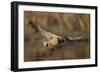 USA, Washington State. Male Mallard flying over a pond on Union Bay in Seattle.-Gary Luhm-Framed Photographic Print