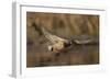 USA, Washington State. Male Mallard flying over a pond on Union Bay in Seattle.-Gary Luhm-Framed Photographic Print