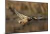 USA, Washington State. Male Mallard flying over a pond on Union Bay in Seattle.-Gary Luhm-Mounted Photographic Print